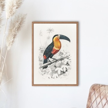 Plakat A3 Toucan - Obraz tukan wydruk D'Orbigny#1