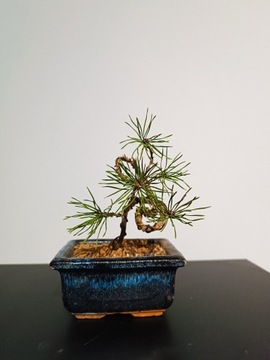 Bonsai Sosna Pospolita