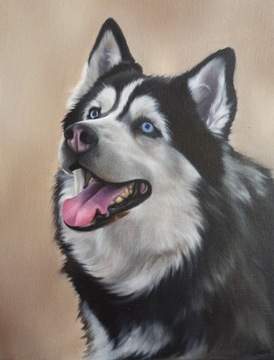 Portret psa na zamówienie ze zdjęcia Husky obraz 