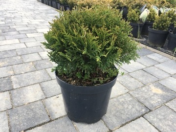 Thuja Danica C5