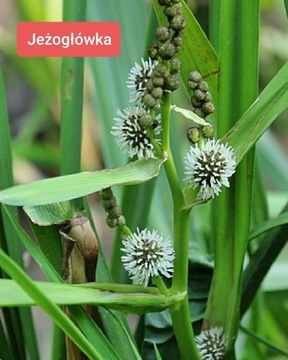 jeżogłówka roślina wodna do oczka zestaw 10 szt