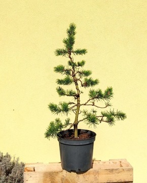  Sosna Banksa formowana materiał na bonsai 70cm