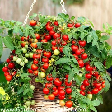 Pomidor Bajaja nasiona kolekcjonerskie