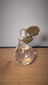 Wazonik - żarówka wazon na rośliny / sadzonki