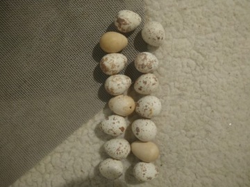 Jajka lęgowe Przepiórki faraonki brojlery 