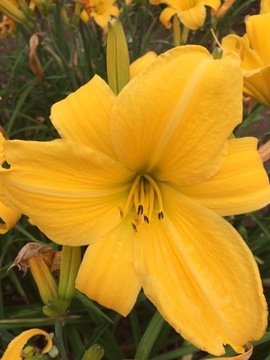 Liliowiec Hemerocallis Halina HF-024