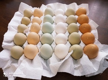 Jaja lęgowe kolorowe miksy