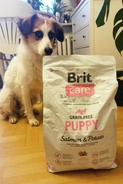 Brit Care Puppy Salmon and Potato
