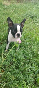 Boston terrier samiec 