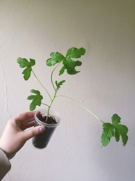 Geranium cytrynowo-różane