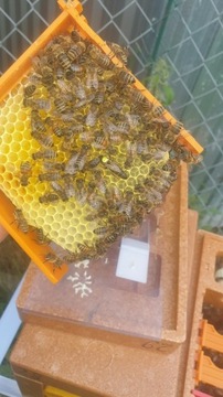 matki pszczele sklenar g10 unasiennione