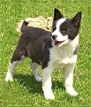 Sprzedam szczeniaki Border Collie