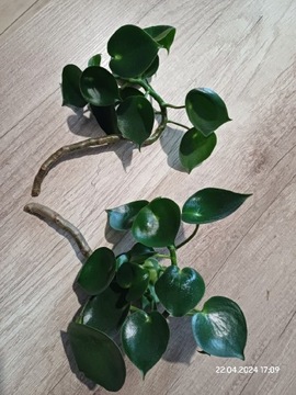 Peperomia polybotrya