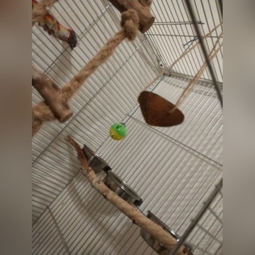 Kokos - huśtawka, zabawka dla ptaków