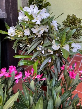 Oleander w doniczce biały