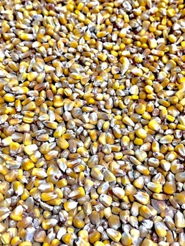 Kukurydza (ziarno) z gospodarstwa 