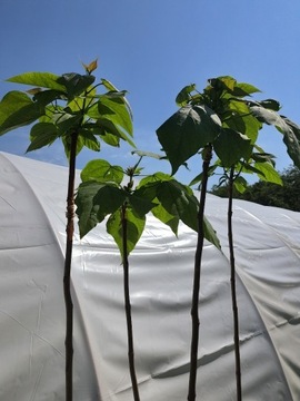 Catalpa bignonioides / Surmia / katalpa szczepiona