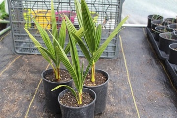 Karłatka, chamaerops humilis, sadzonka