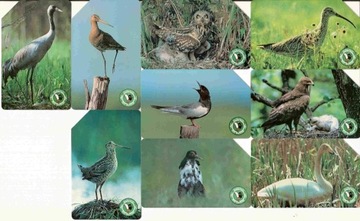 seria - Biebrzański Park Narodowy - 9 kart ptaki