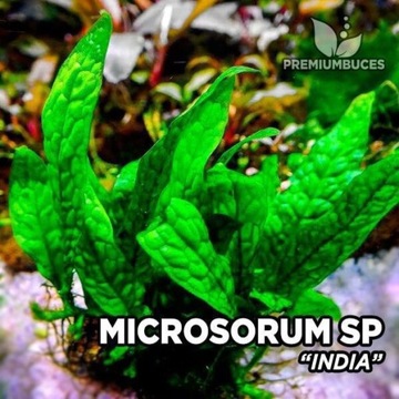 Najtaniej microsorium sp. India. Wyjątkowy liść.