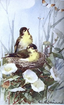 Ptaki, Catherine Klein, bez obiegu, 35