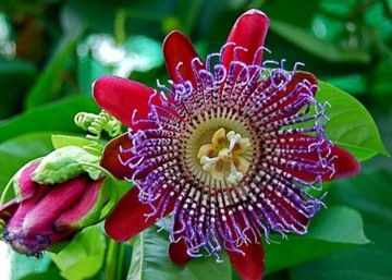 Passiflora  4 odmiany