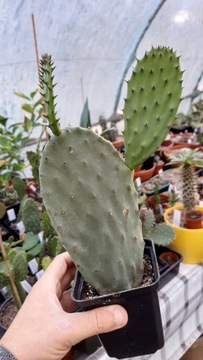 OPUNTIA FICUS INDICA DUŻA 50CM