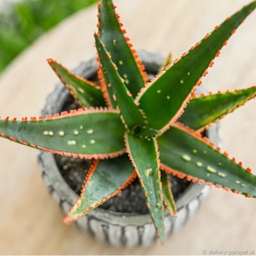 Aloe 'Coral Fire' Aloes donica 8.5