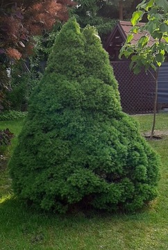 Picea glauca Conica świerk biały 200 cm 