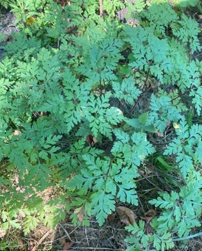 Geranium Bodziszek cuchnący na kleszcze i komary