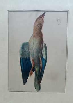 Albrecht Dürer,  Dead Bluebird,Museum Albertina