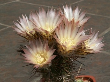 Austrocactus longicarpus SAR 3381 - 10 nasion