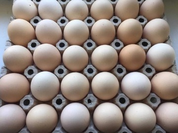 Jaja, jajka wiejskie - Toruń
