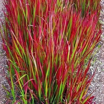 Imperata cylindryczna ,,red baron'' czerwona trawa