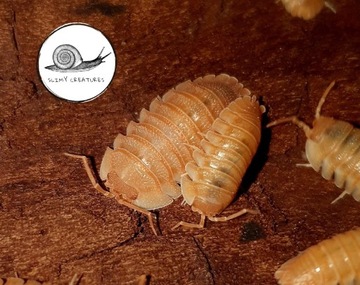 PROMO Armadillidium pallasi orange 12 szt isopody 