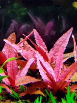 Blackweekend Kryptokoryna Flamingo Cryptocoryne