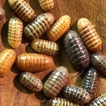 armadillidium vulgare st lucia