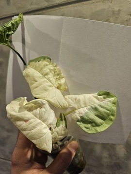 Syngonium Milk Confetti Variegata 