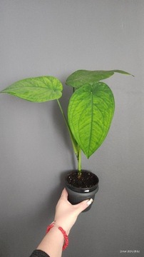 Syngonium chiapense Dark Night