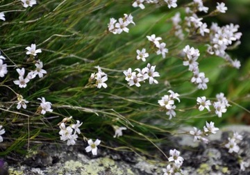 Piaskowiec / Arenaria (Eremogone) lychnidea