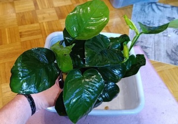 Anubias  XXL gatunek największy nana barteri