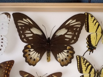 Ornithoptera priamus poseidon F Cites