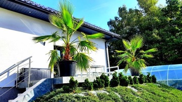 Palma waszyngtonia robusta 