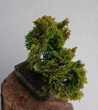 Drzewko Bonsai Cyprys Japoński Hinoki Pre Bonsai 