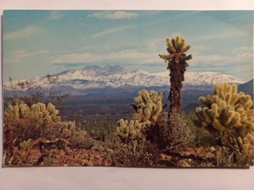 Pocztówka USA Kaktus Cholla 