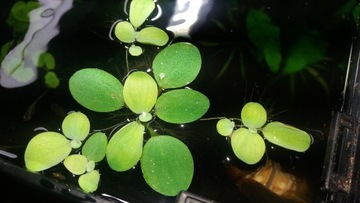 Mini pistia - roślina pływająca