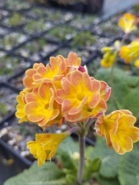 Pierwiosnek 'Lord Alfred' Primula veris 