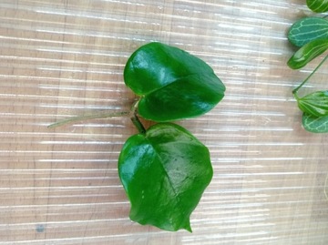 Hoya hoja cardiophylla cięta