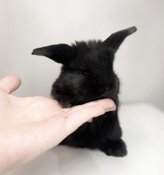 Mini Lop black samica