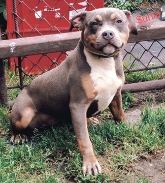 Amstaff -American Staffordshire Terrier 